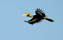 Hornbill